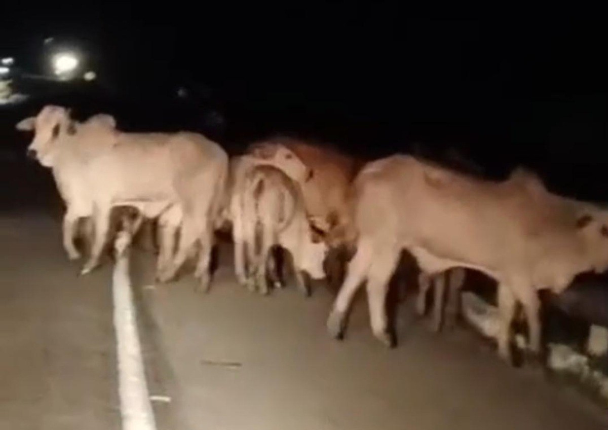 Manada com 50 bois e quatro cavalos é vista andando solta na BR-101; VÍDEO