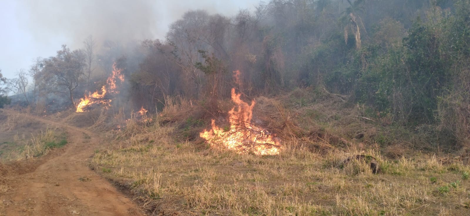 Em 7 dias, incêndio já destruiu 220 hectares de área verde em Timburi
