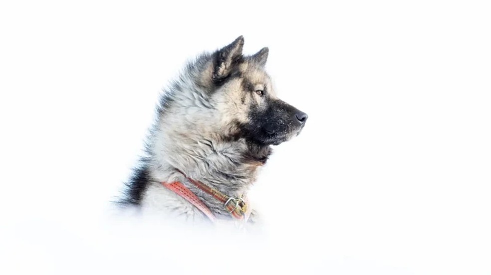 Os cães são um ícone nacional da Groenlândia — Foto: Kevin Hall