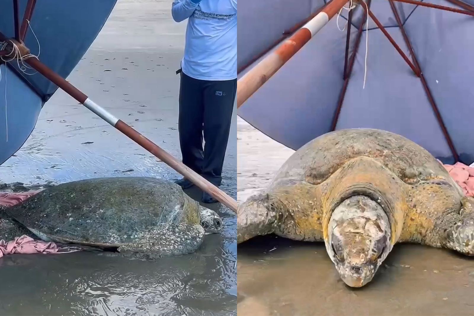 Tartaruga-verde é resgatada na praia de Barra Grande, litoral do Piauí