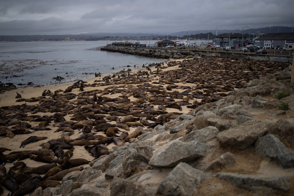 Leões-marinhos na San Carlos Beach, em Monterey, na Califórnia — Foto: REUTERS/Carlos Barria