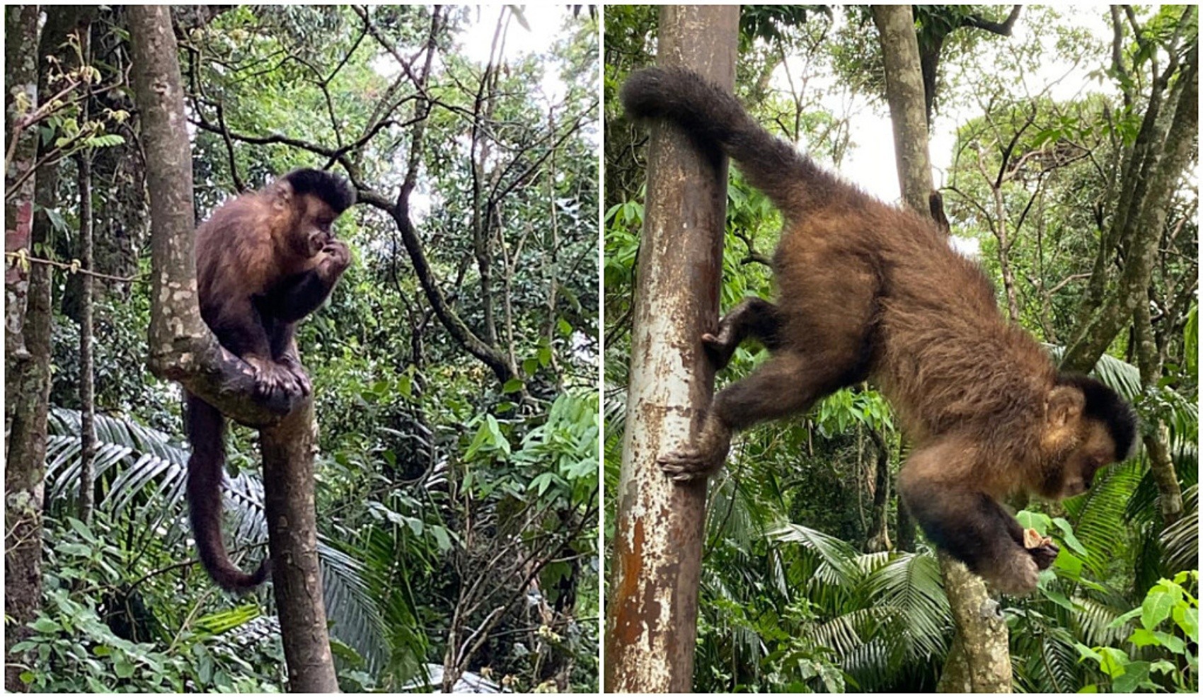 Macacos 'ladrões' surpreendem moradores e turistas para furtar comida em Poços de Caldas; VÍDEO