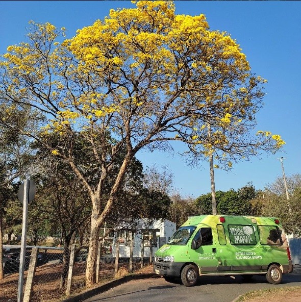 Arborização urbana: antes e depois de avenida de Cuiabá com mudas plantadas