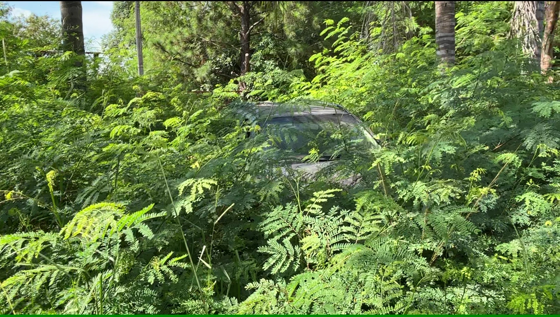 Pontos de ônibus na SP-147, em Piracicaba, ficam tomados pelo mato e moradores dizem encontrar cobras