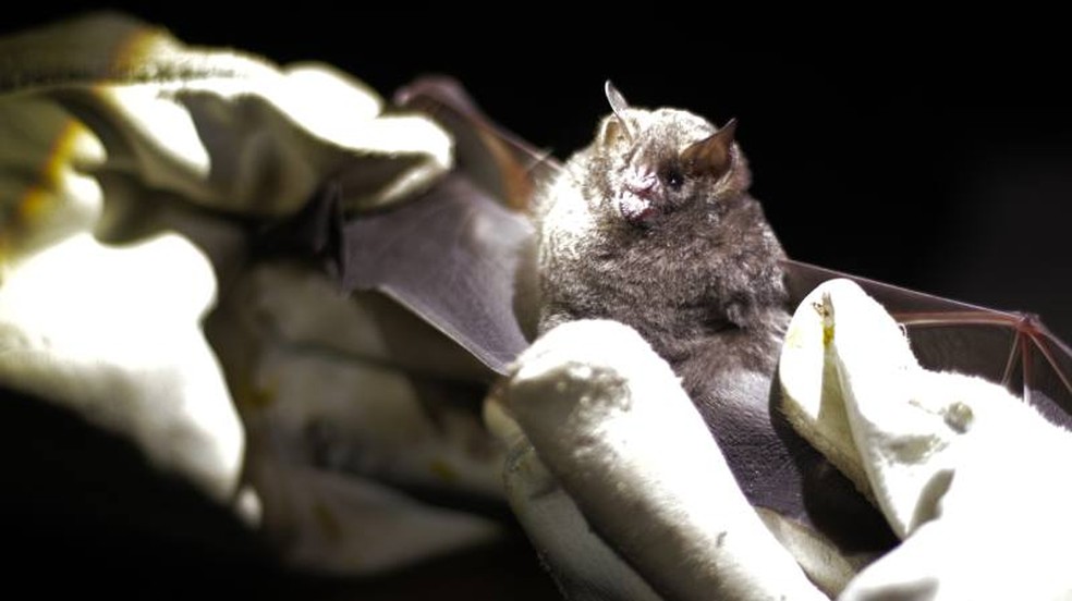 Morcegos também são polinizadores da 'flor cogumelo' — Foto: Malena Stariolo/Jornal da Unesp/Reprodução