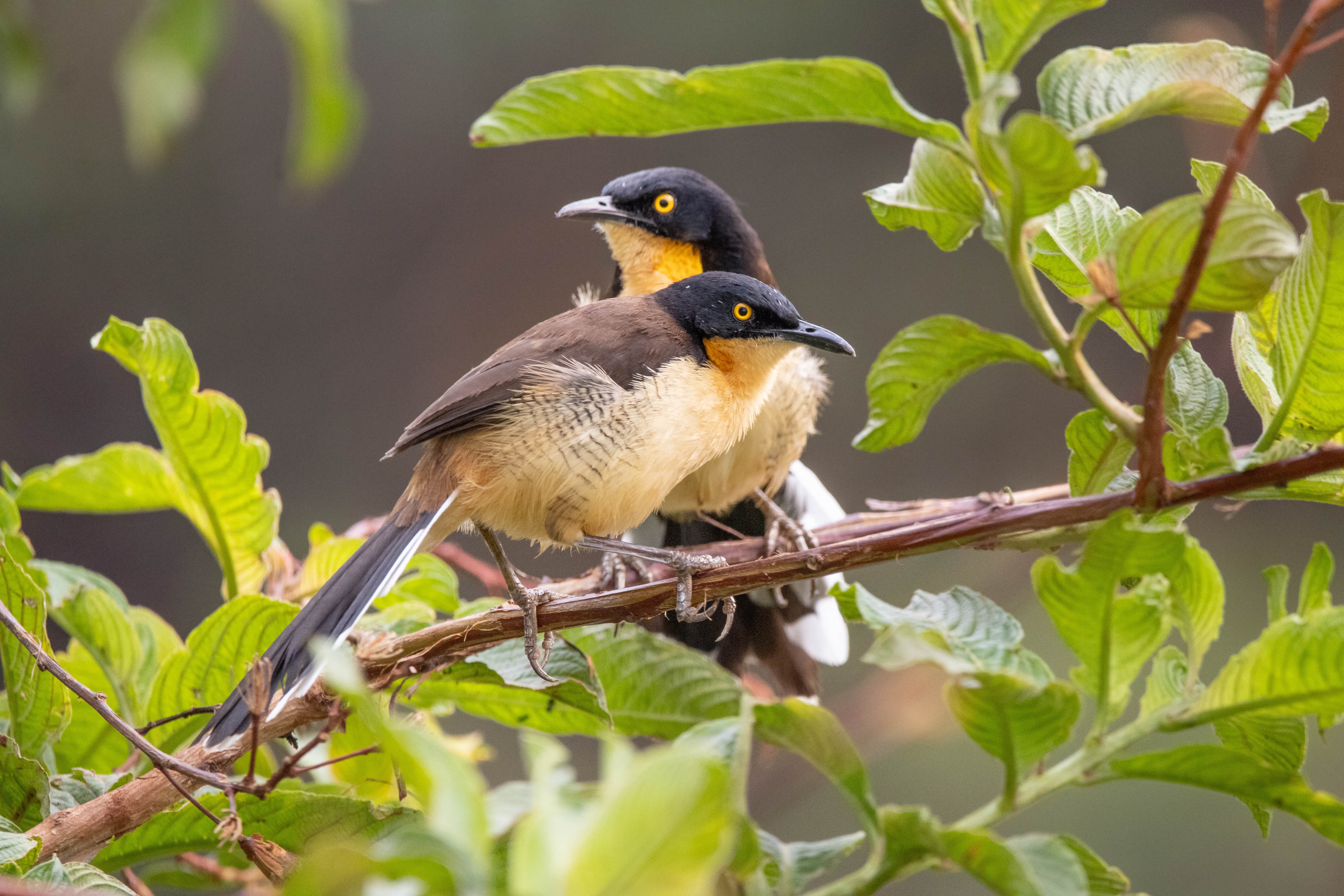 Japacanim (Donacobius atricapilla) — Fotoğraf: Carol Ferreira