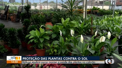 Veja como manter a saúde das plantas no calor