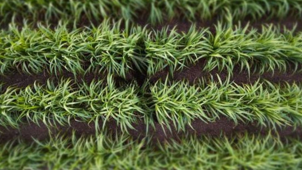 Ihara lança três herbicidas focados na cultura da soja - Revista Cultivar