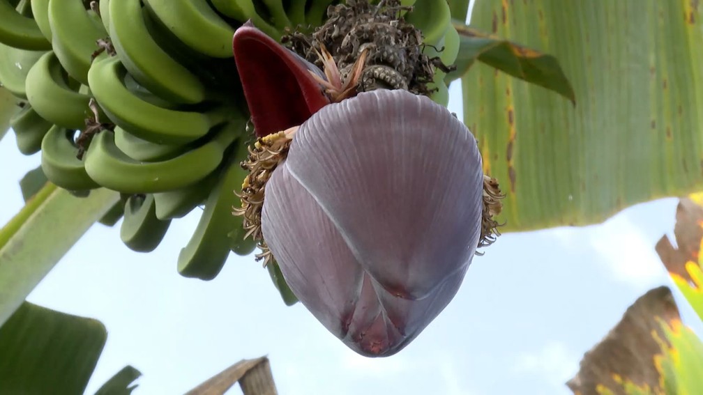 De onde vem o que eu como: banana tem família e até coração, Agro de gente  pra gente