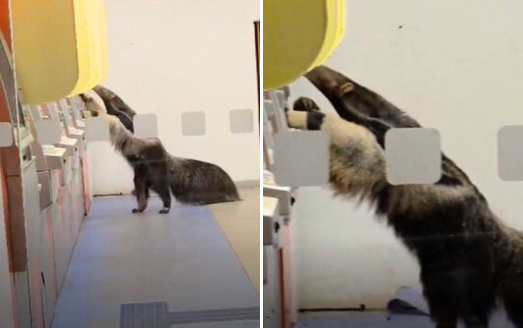 Tamanduá-bandeira é flagrado em caixa eletrônico, e vídeo diverte a web: ‘Sacando o seguro queimadas’ 