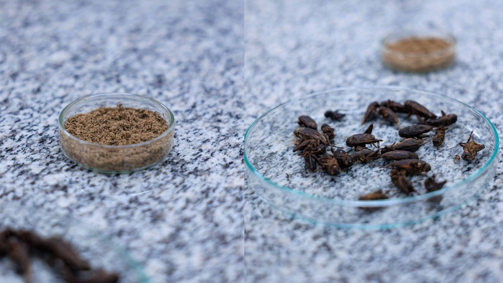 De repulsa a promessa nutricional: prote&iacute;na de grilo avan&ccedil;a na ci&ecirc;ncia, mas ainda esbarra em barreiras no Brasil &mdash; Foto: Igor Alisson - Inova Unicamp