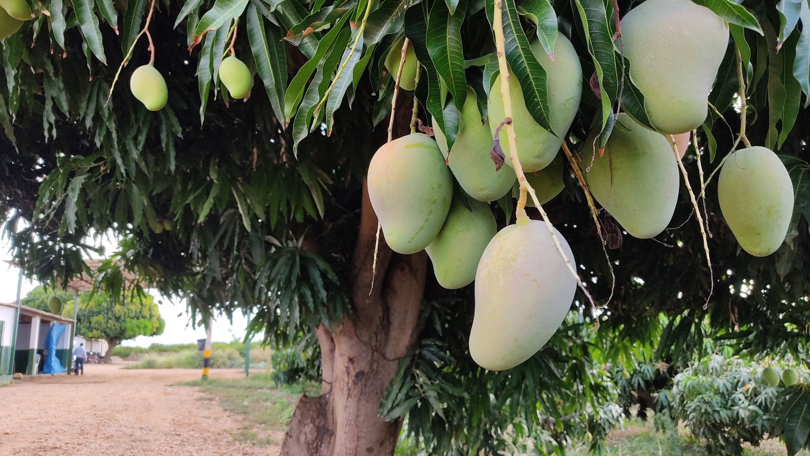 Pedreiro sofre descarga elétrica ao tentar colher mangas e morre na zona rural de Bragança Paulista