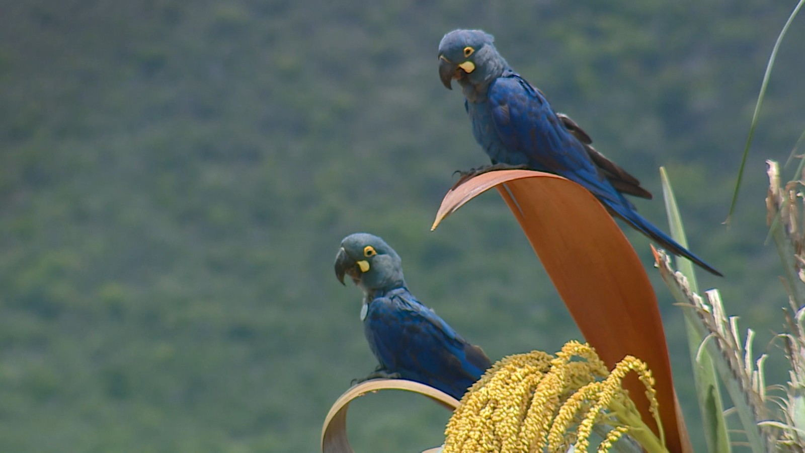 ‘Biotravessia’ chega à Caatinga e acompanha soltura da arara-azul-de-lear