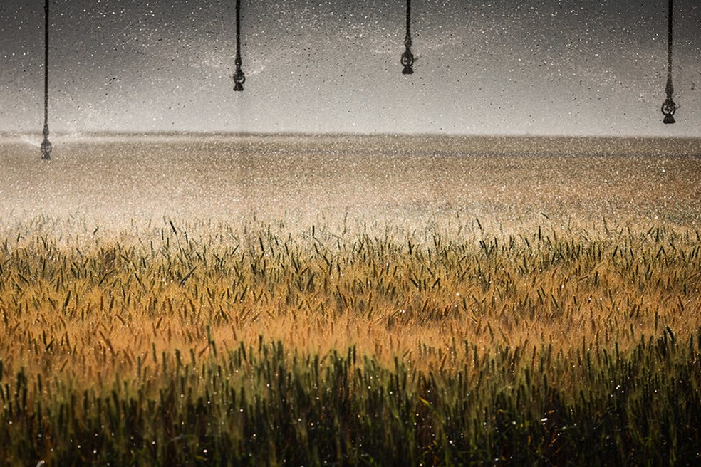 Irrigação em uma lavoura de trigo no Brasil — Foto:  Wenderson Araujo/Trilux/CNA