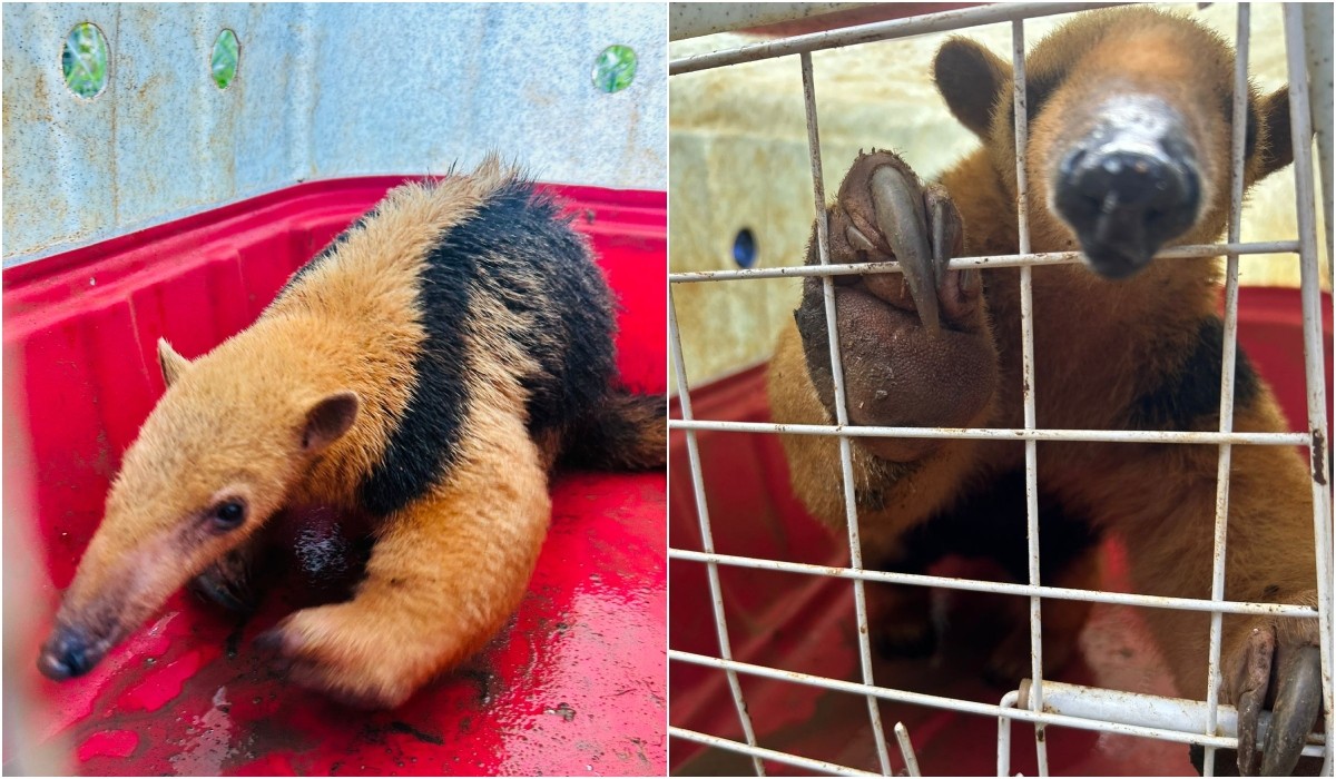 Grupo de Proteção Animal resgata tamanduá-mirim em empresa de Botucatu; vídeo 
