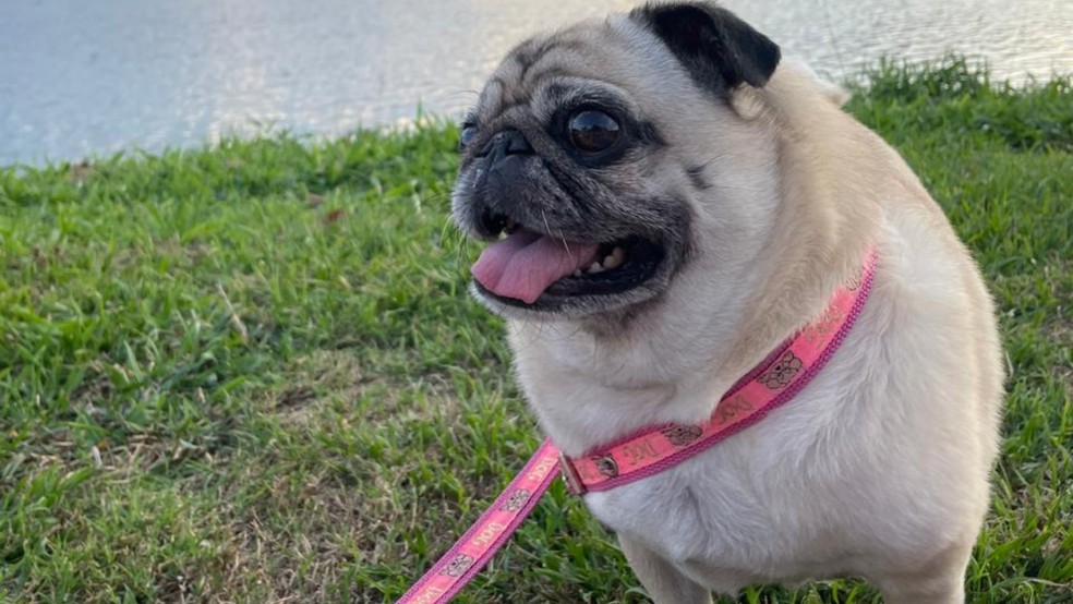 Lola morreu na clínica de Diego — Foto: Reprodução/Redes Sociais