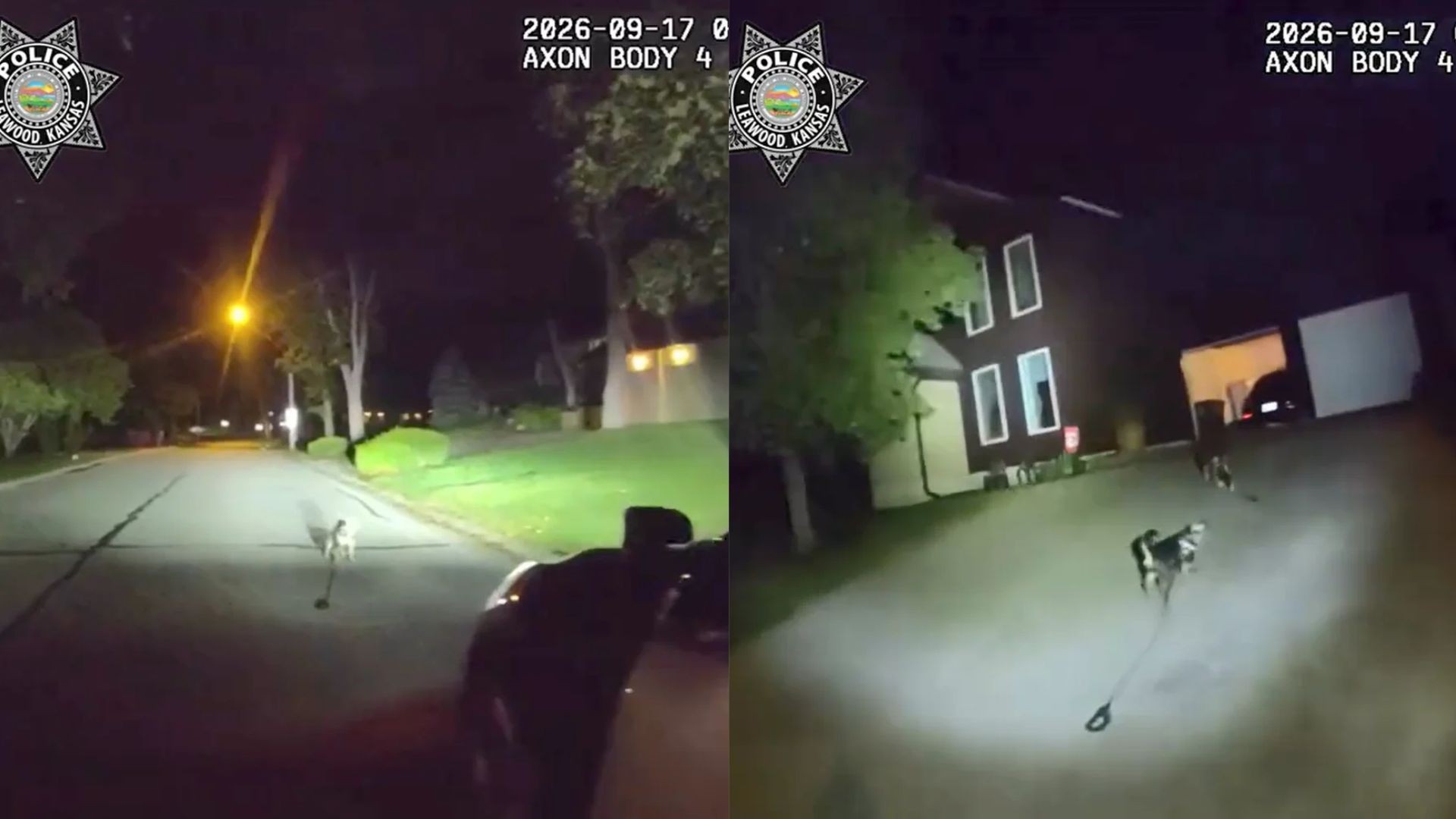 'Sabia exatamente o que fazer': cachorro alerta policiais e leva-os até tutor caído dentro de casa nos EUA; veja VÍDEO