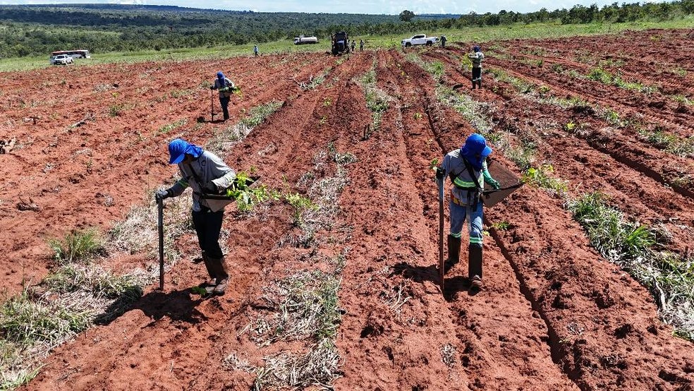 Experimento conta com mais de 40 mil mudas de espécies nativas e mais de uma tonelada de sementes — Foto: UFV/Divulgação