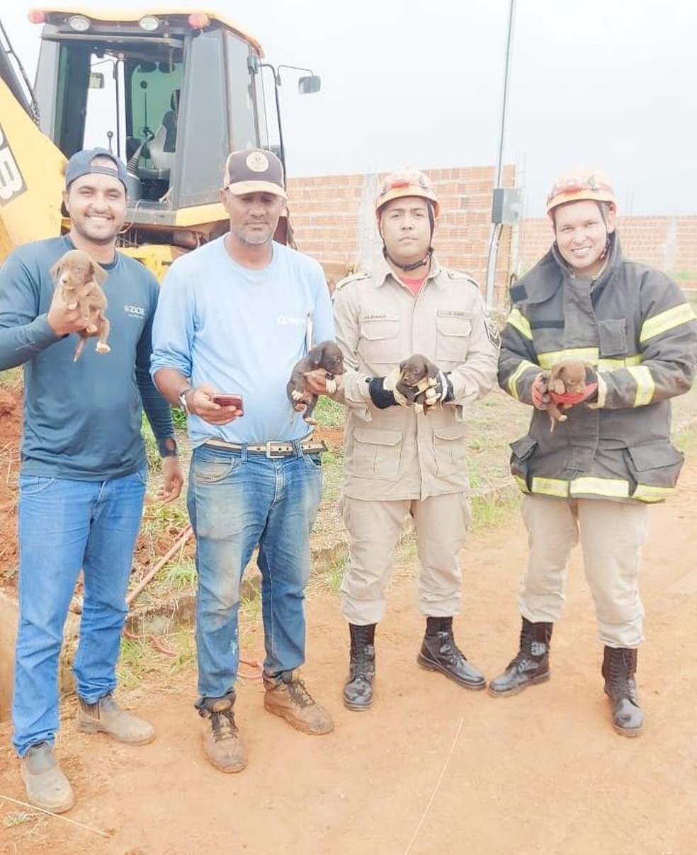 Os animais foram resgatados e levados ao abrigo municipal — Foto: Reprodução