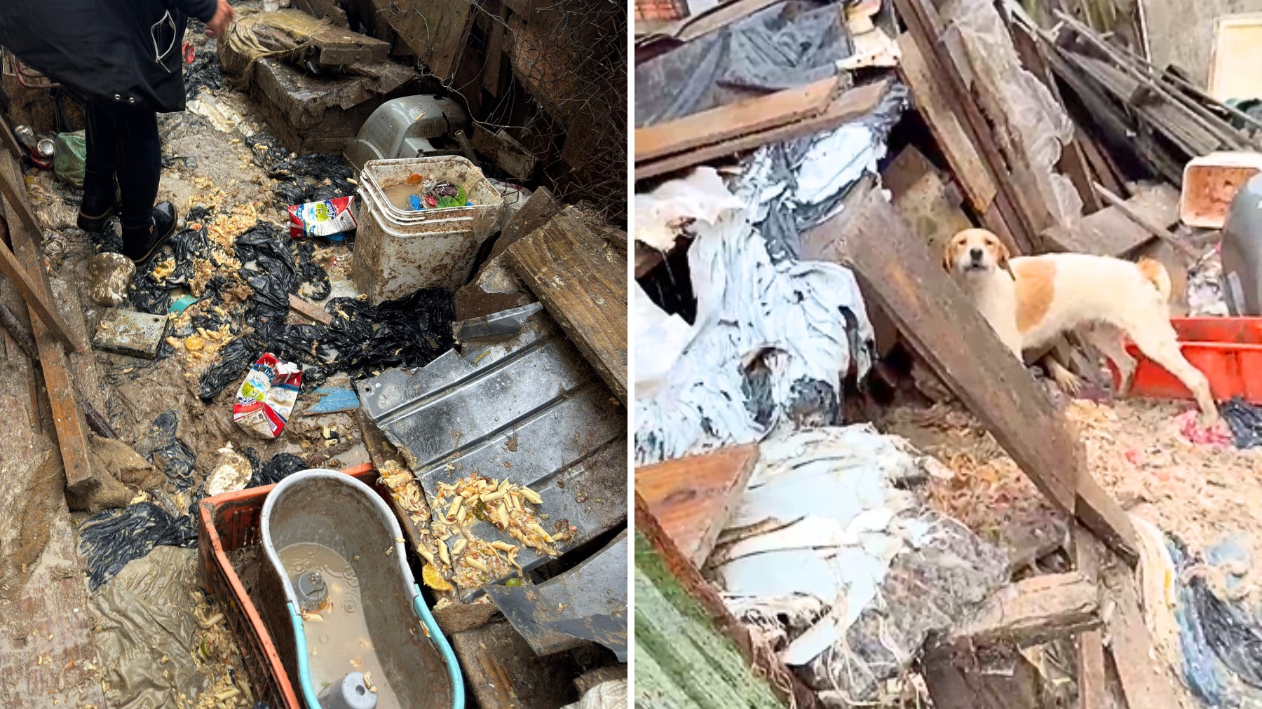 'Abrigava 37 cachorros em meio a fezes, restos de comida e lixo': homem é preso por maus-tratos no Paraná, diz delegada