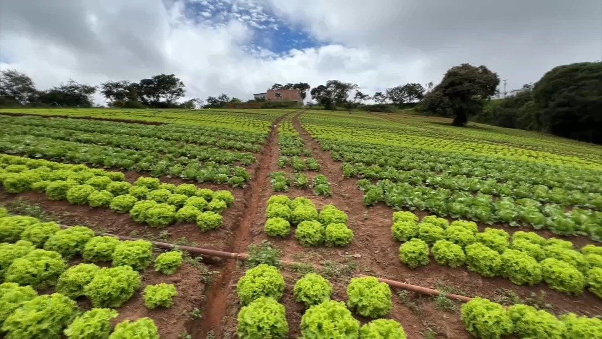 Produtores de hortaliças tentam minimizar prejuízos causados pelas chuvas | Nosso Campo