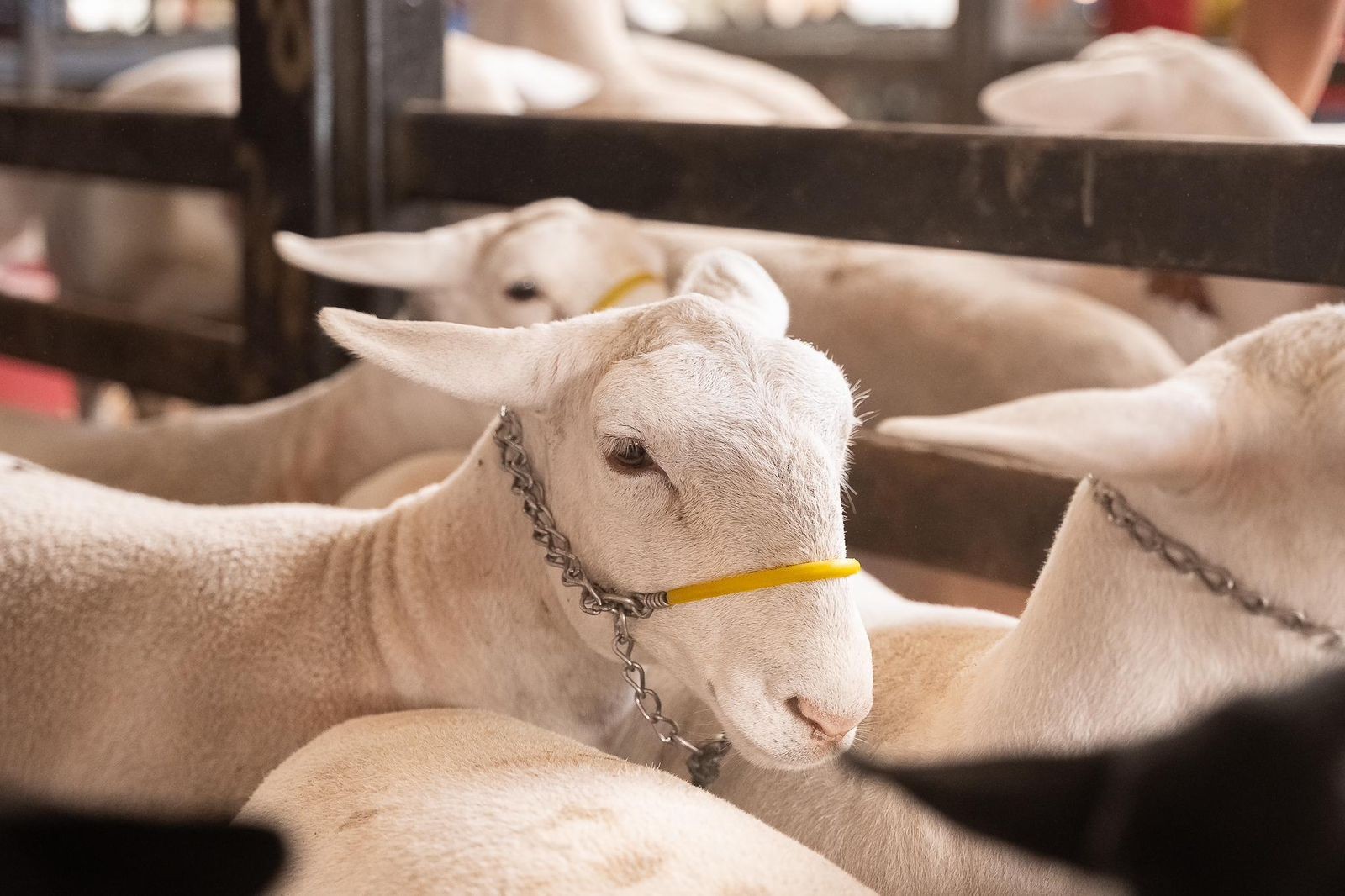 Caprishow 2025: feira reúne exposição de animais, leilão e atrações musicais em Dormentes
