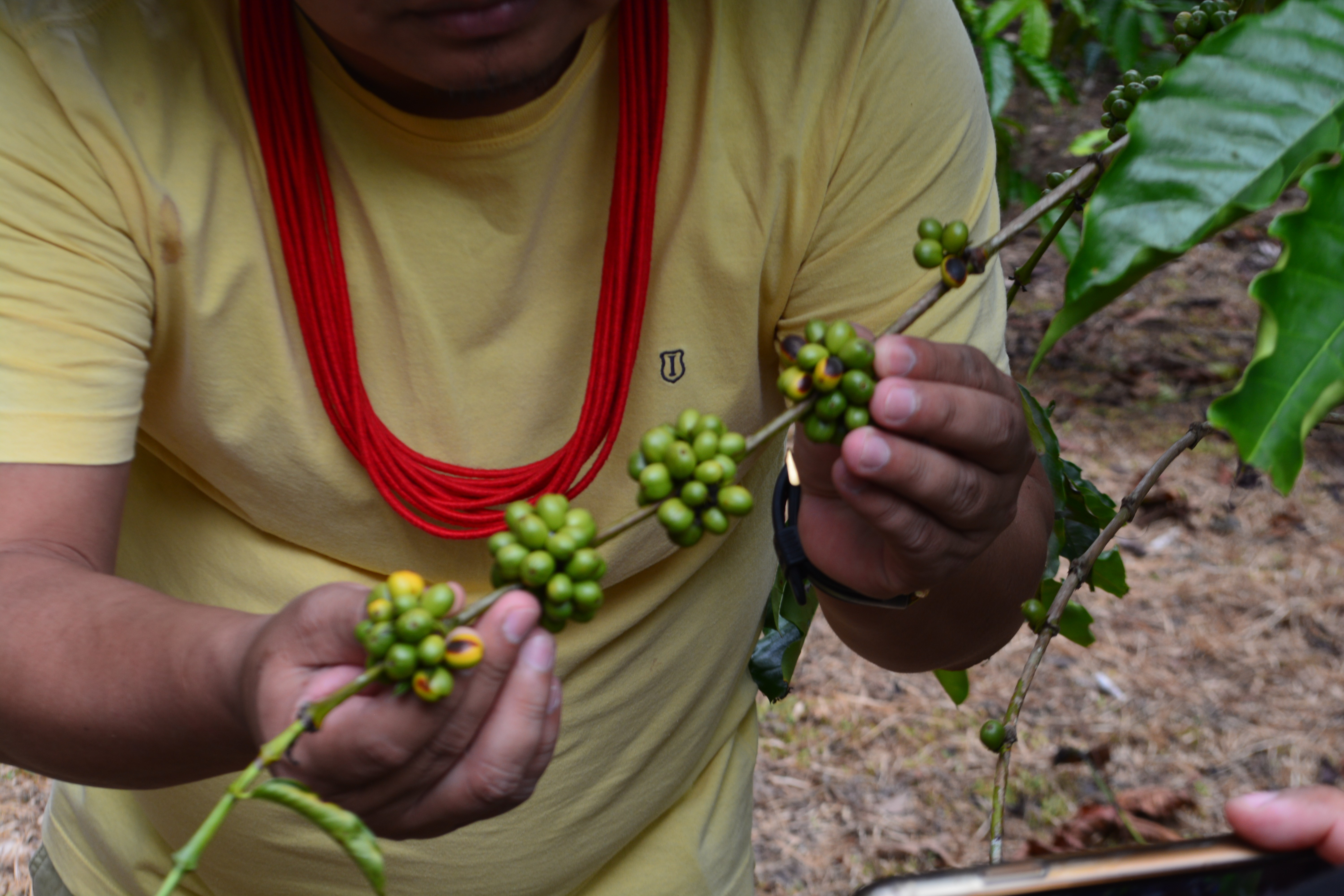 Tour pela agrofloresta e plantações de café fazem parte do roteiro turístico