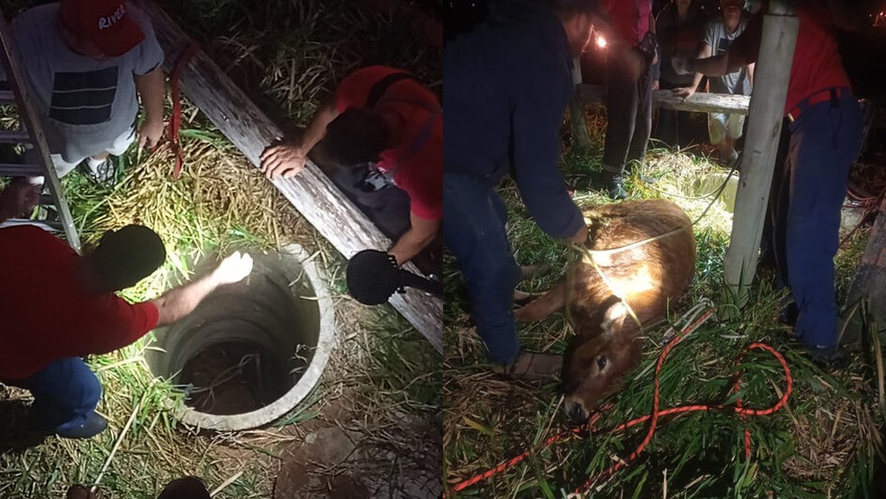 Bezerro foi retirado do poço em Florianópolis por bombeiros — Foto: CBMSC/ Divulgação