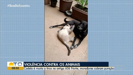 Cadela é morta a tiros na 606 Norte, em Palmas