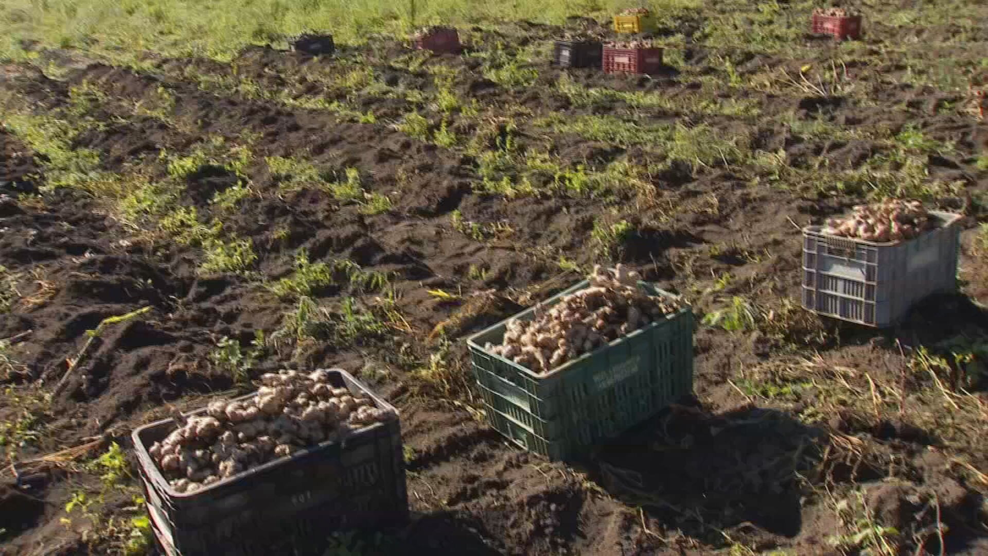Parceria busca recuperar produção de gengibre em Tapiraí