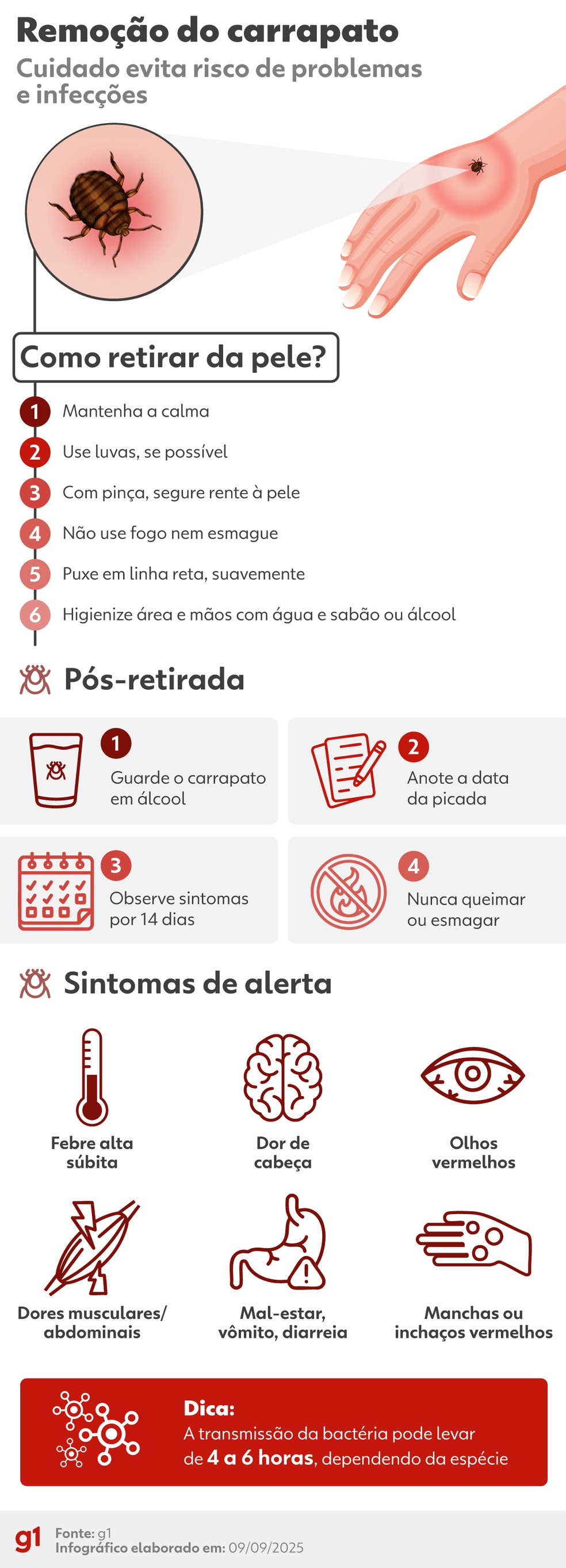 Picada De Carrapato Normal