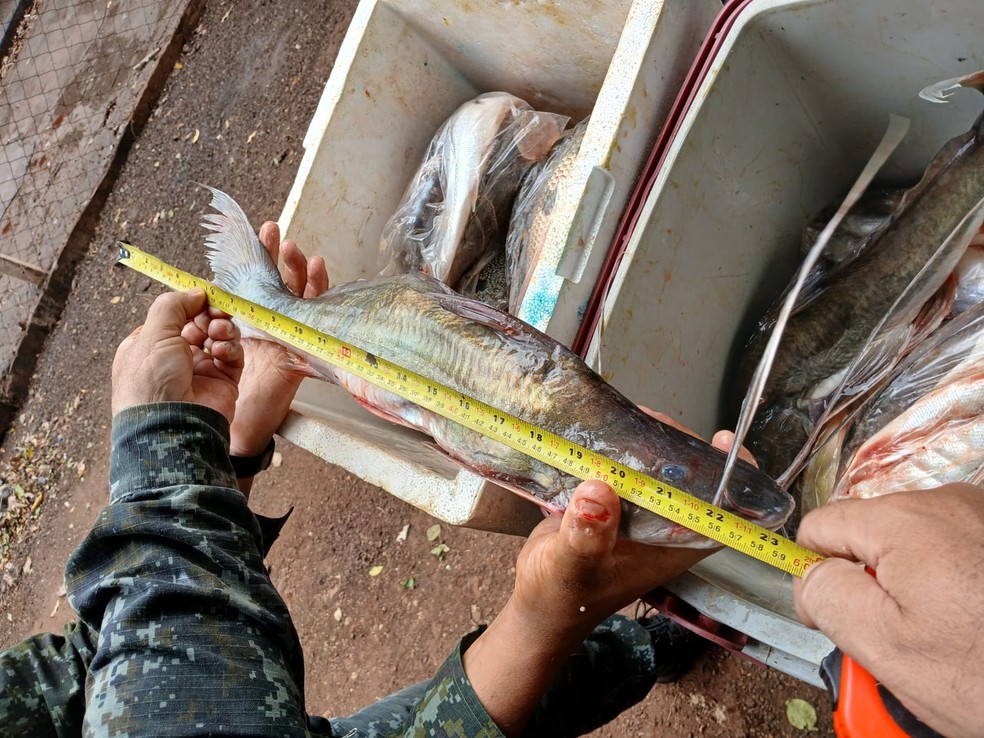 Motorista é multado por transportar 35 kg de peixe sem comprovação, em Rancharia (SP) — Foto: Polícia Ambiental