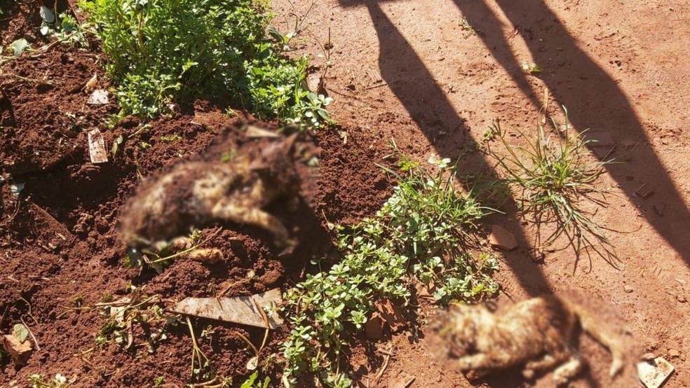 Gatos mortos — Foto: Polícia Ambiental de Ituiutaba/ Divulgação