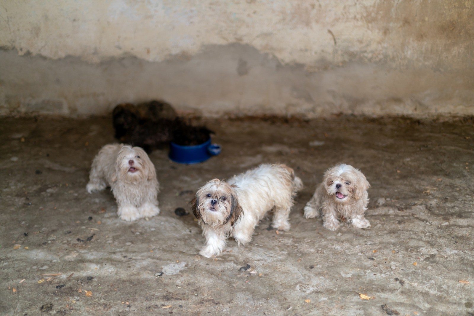 Família responsável por canil clandestino com mais de 70 cachorros de raça é liberada após pagar fiança em Cuiabá