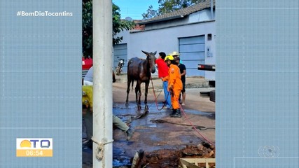 Mula cai em buraco e é resgatada por bombeiros em Paraíso