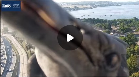 Urubu pousa em câmera do COR Rio; 'Apoio animado', brinca órgão da prefeitura