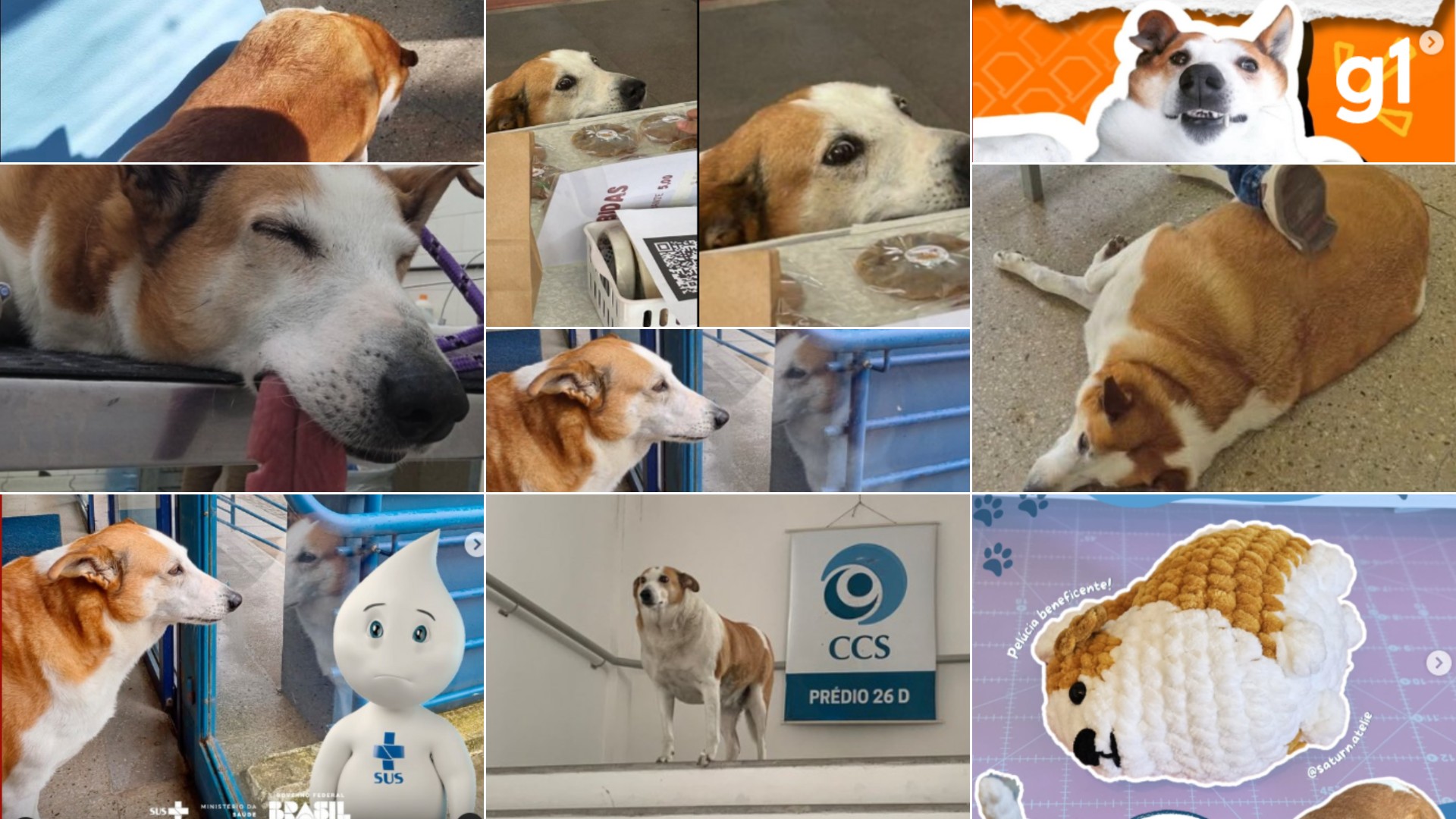 Celebridade de 4 patas: cão Silveira da UFSM viraliza com memes, domina internet e chega a 100 mil seguidores