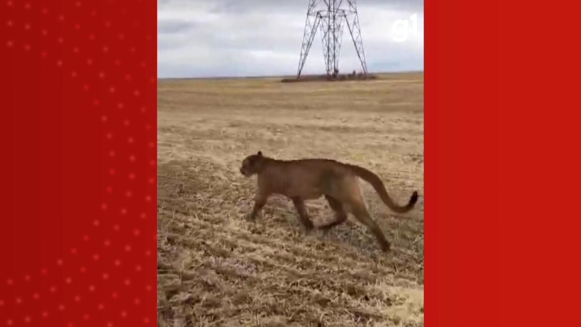 Onça-parda é vista correndo em plantação no Paraná: VÍDEO