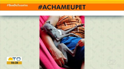 Acha meu pet: tutor procura cadelinha desaparecida na Arso 101