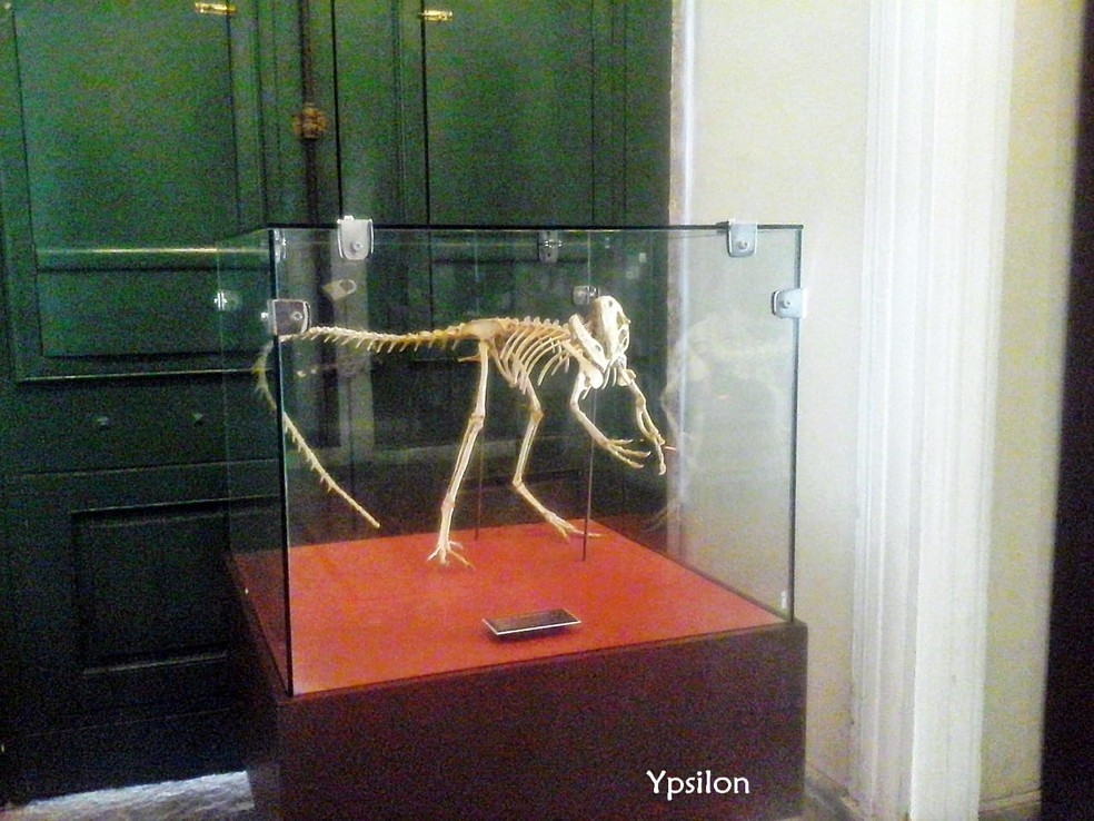 Réplica de fóssil raro do dinossauro Santanaraptor, encontrado em Santana do Cariri, em exposição no Museu Nacional. — Foto: Y. Félix/ Arquivo Pessoal