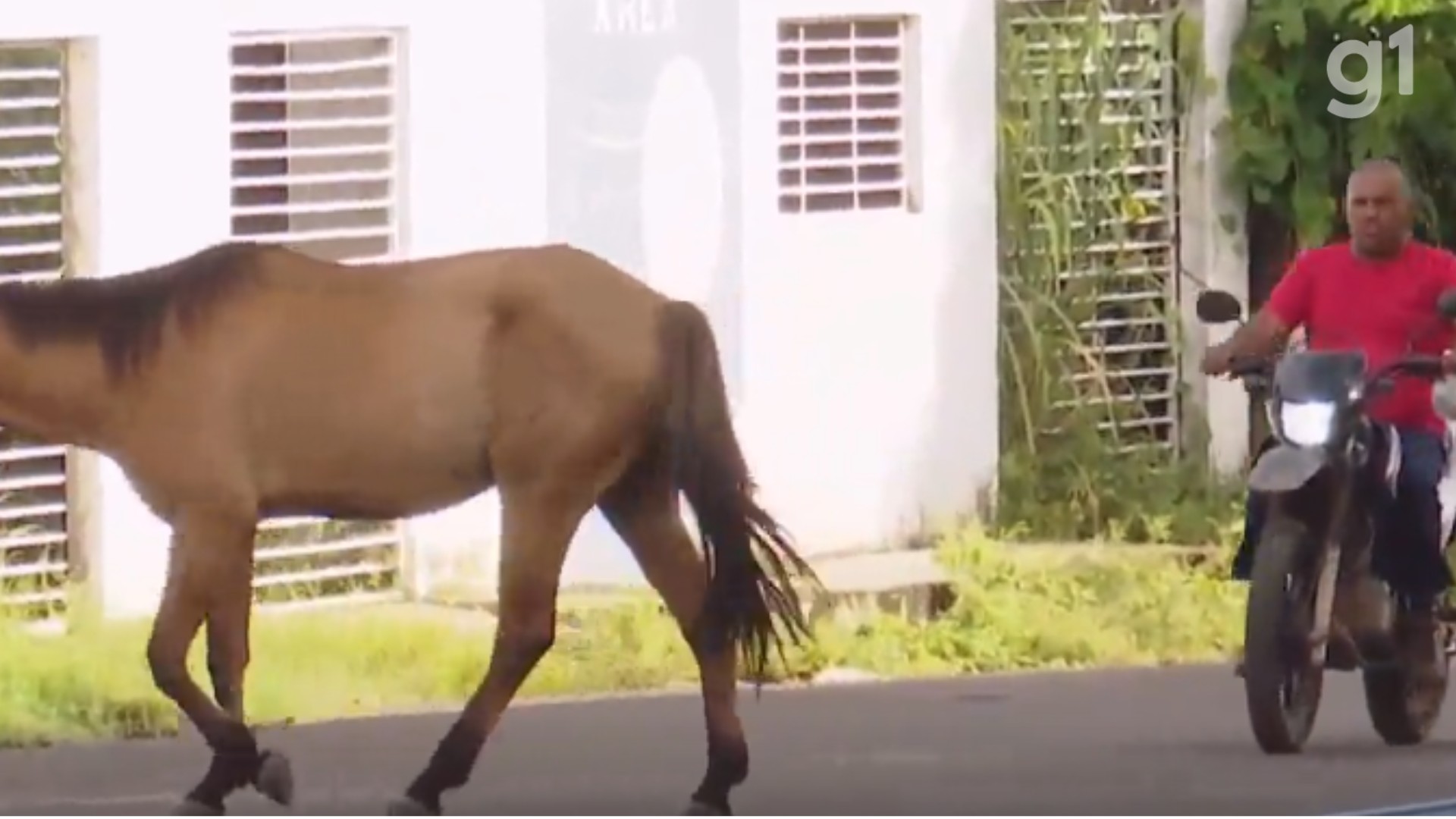 Animais soltos causam risco em Caxias e caso termina em morte após colisão com cavalo