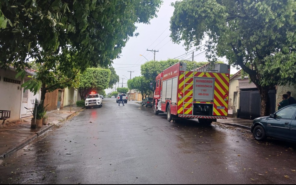 Pol&iacute;cia Ambiental captura on&ccedil;a em Birigui (SP) &mdash; Foto: Reprodu&ccedil;&atilde;o/TV TEM