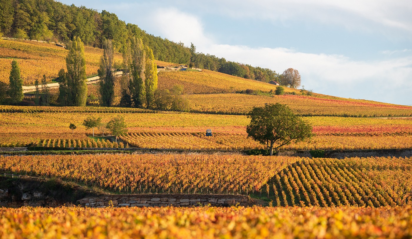 Bordeaux x Borgonha: as diferenças entre os vinhos franceses