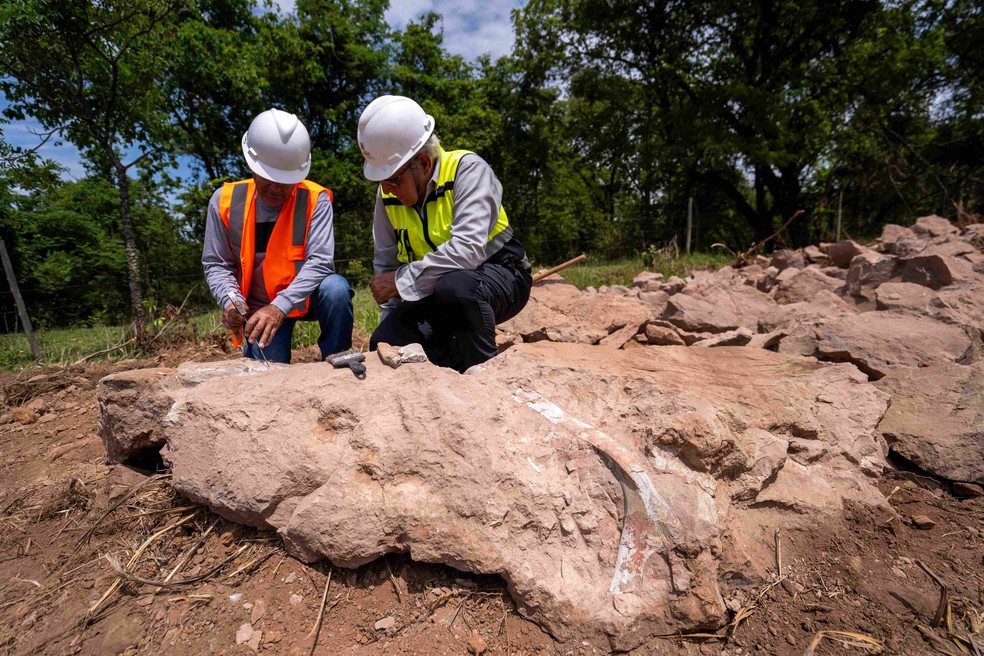 Material encontrado pode ter cerca de 80 milhões de anos — Foto: Eco050/Divulgação