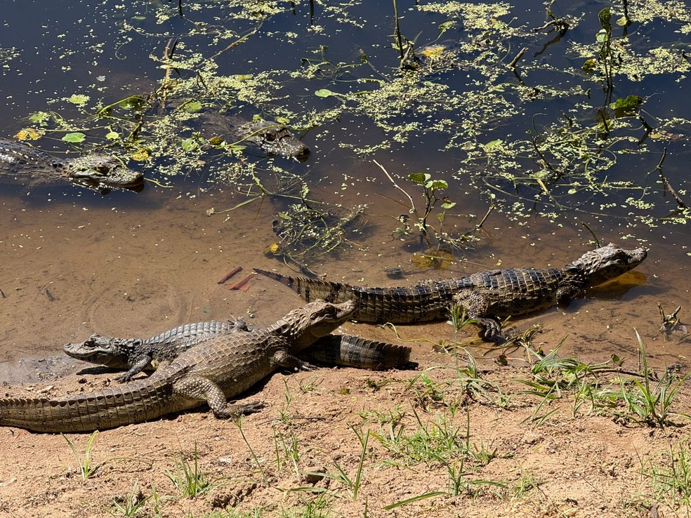 Segundo Idema, lago de Maracajaú já conta com mais de 60 jacarés — Foto: Sérgio Henrique Santos/Inter TV Cabugi