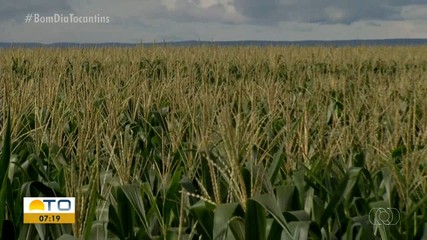 Mudanças climáticas repentinas fazem produção agrícola cair no Tocantins