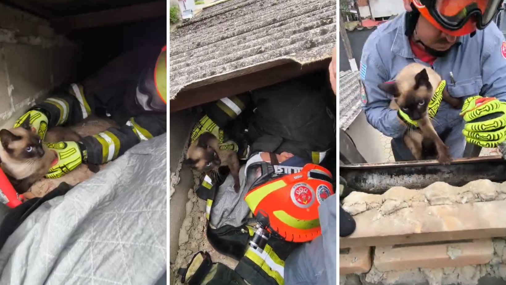 VÍDEO: Gato é resgatado pelos bombeiros após passar três dias preso em telhado de casa de Ubatuba, SP