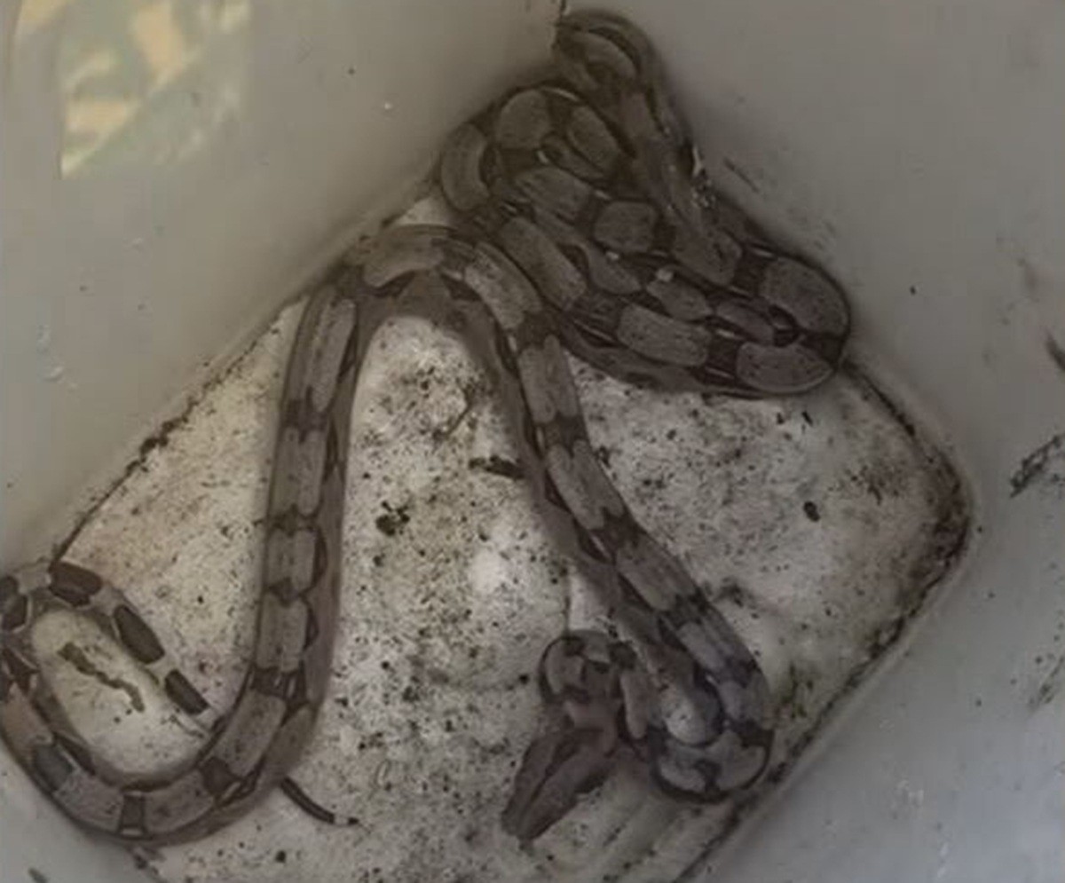 Cobras capturadas em 'infestação' no Recife são jiboias e não são venenosas, diz biólogo