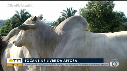 Estudo aponta que não há circulação de febre aftosa nos rebanhos do Tocantins
