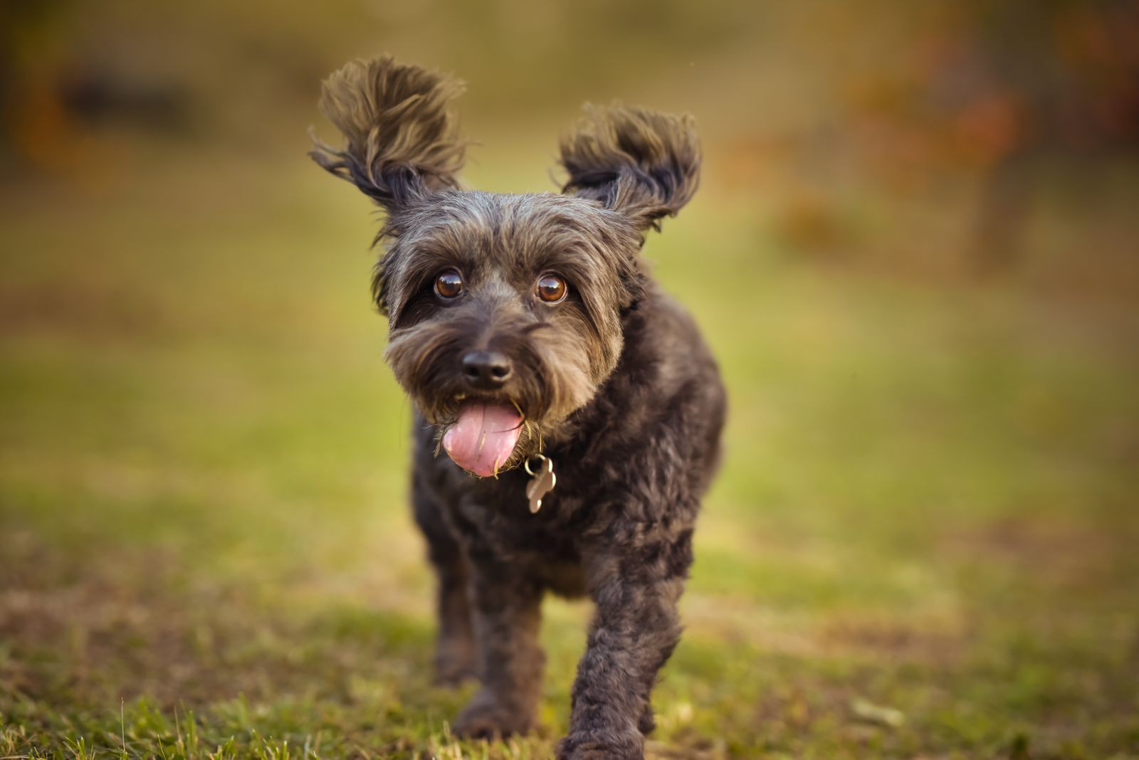 Especialista explica como identificar envenenamento em pets e o que fazer em casos de intoxicação